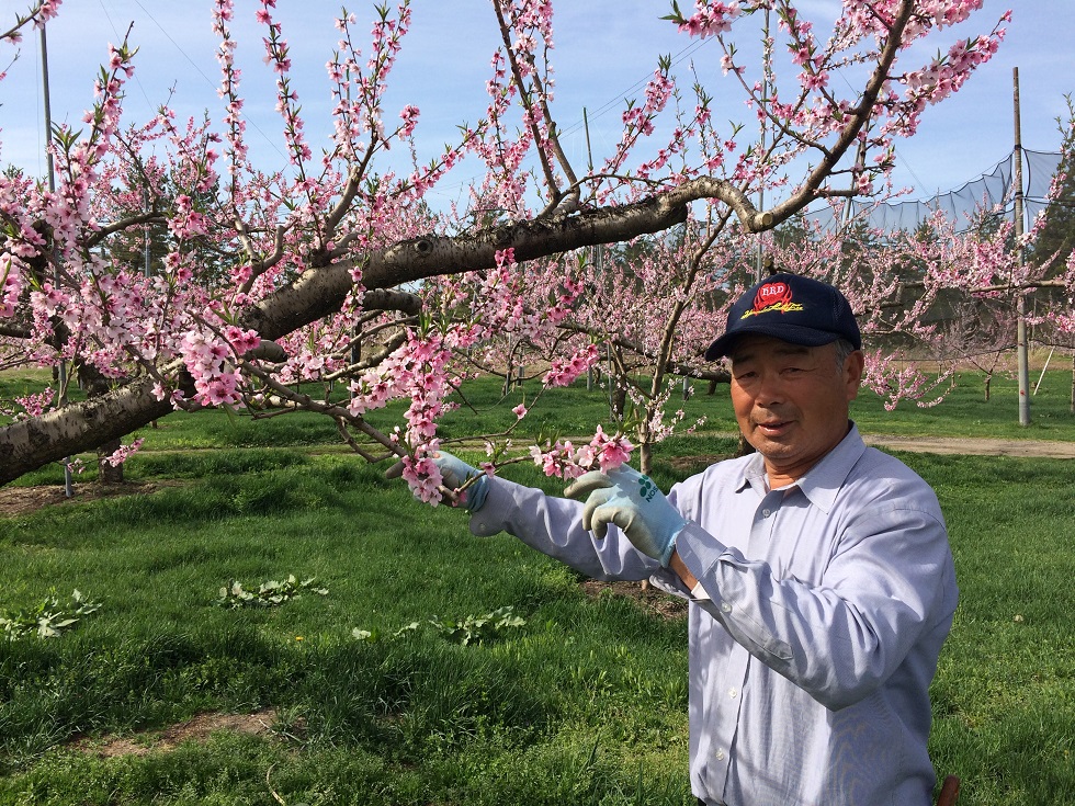 鹿角が誇る 北限の桃 の花が咲いた 佐藤秀果園 いよいよ農作業 本番に 来満さまのつぶやき 秋田県鹿角市大湯温泉 ホテル鹿角 鹿角が誇る 北限の桃 の花が咲いた 佐藤秀果園 いよいよ農作業 本番に 来満さまのつぶやき 秋田県鹿角市大湯温泉 ホテル鹿角